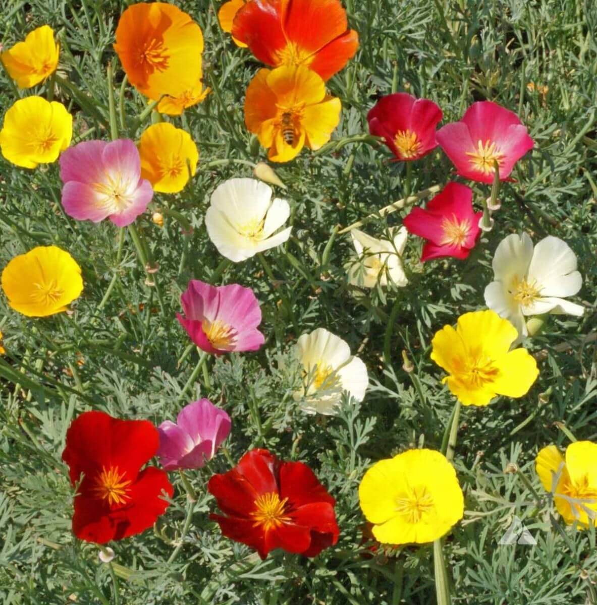 Kaliforniai Pipacs Sz Nkever K Db Mag Eschscholzia Californica Szk