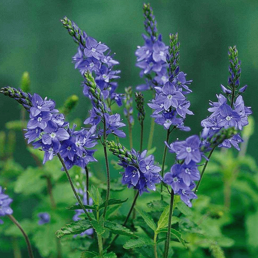 Gamandor Veronika 20 DB MAG Veronica Teucrium