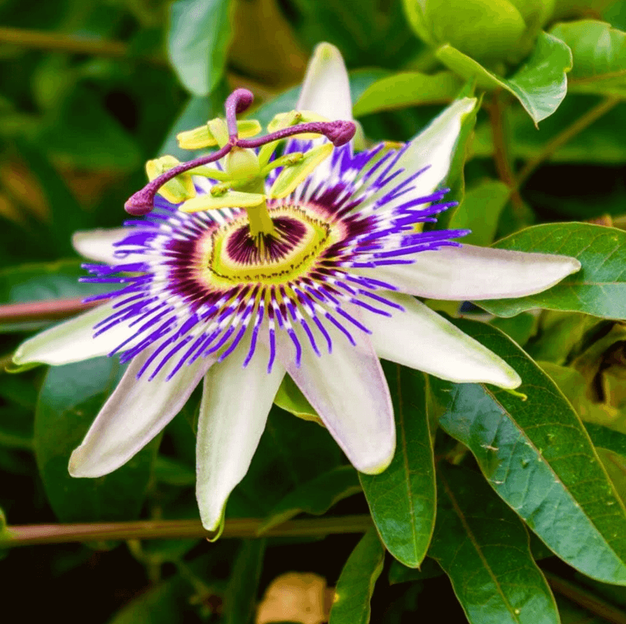 Kék golgotavirág 5 DB MAG Passiflora caerulea